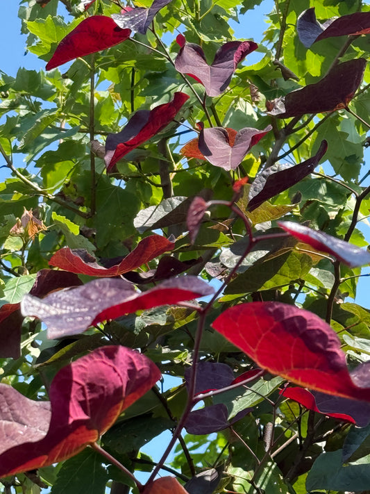 Midnight Express Redbud - 7 Gal