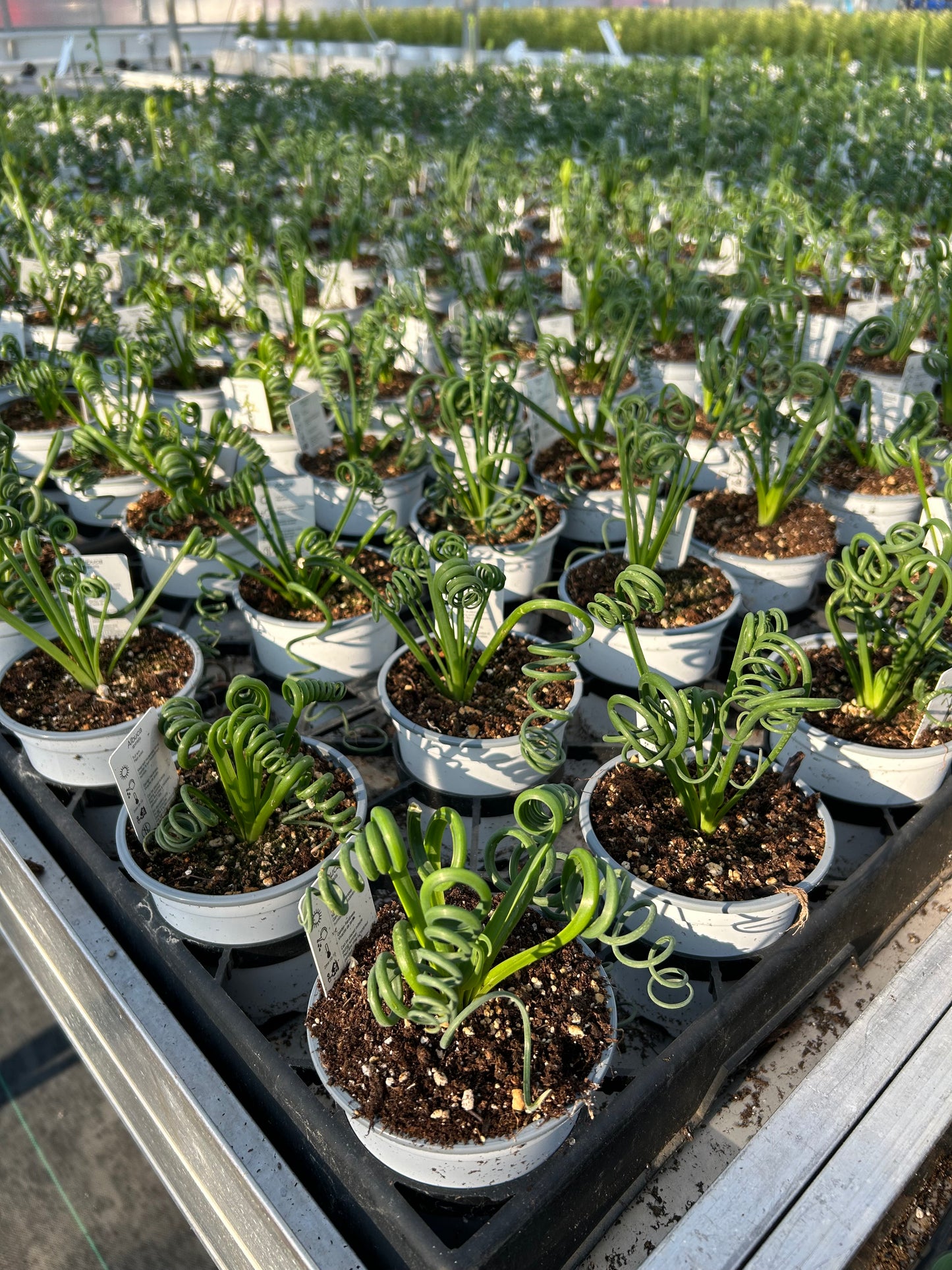 4" Frizzle Sizzle (Albuca)