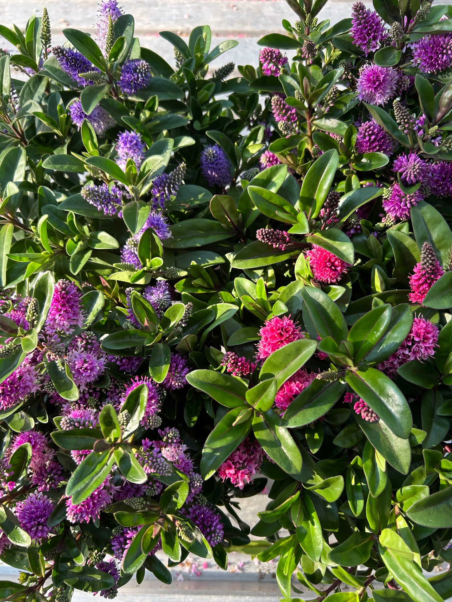 6" Shrubby Veronica