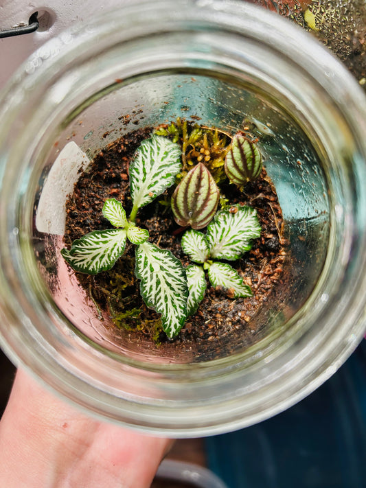 Workshop - Build a Terrarium with 'Dirt Jars'