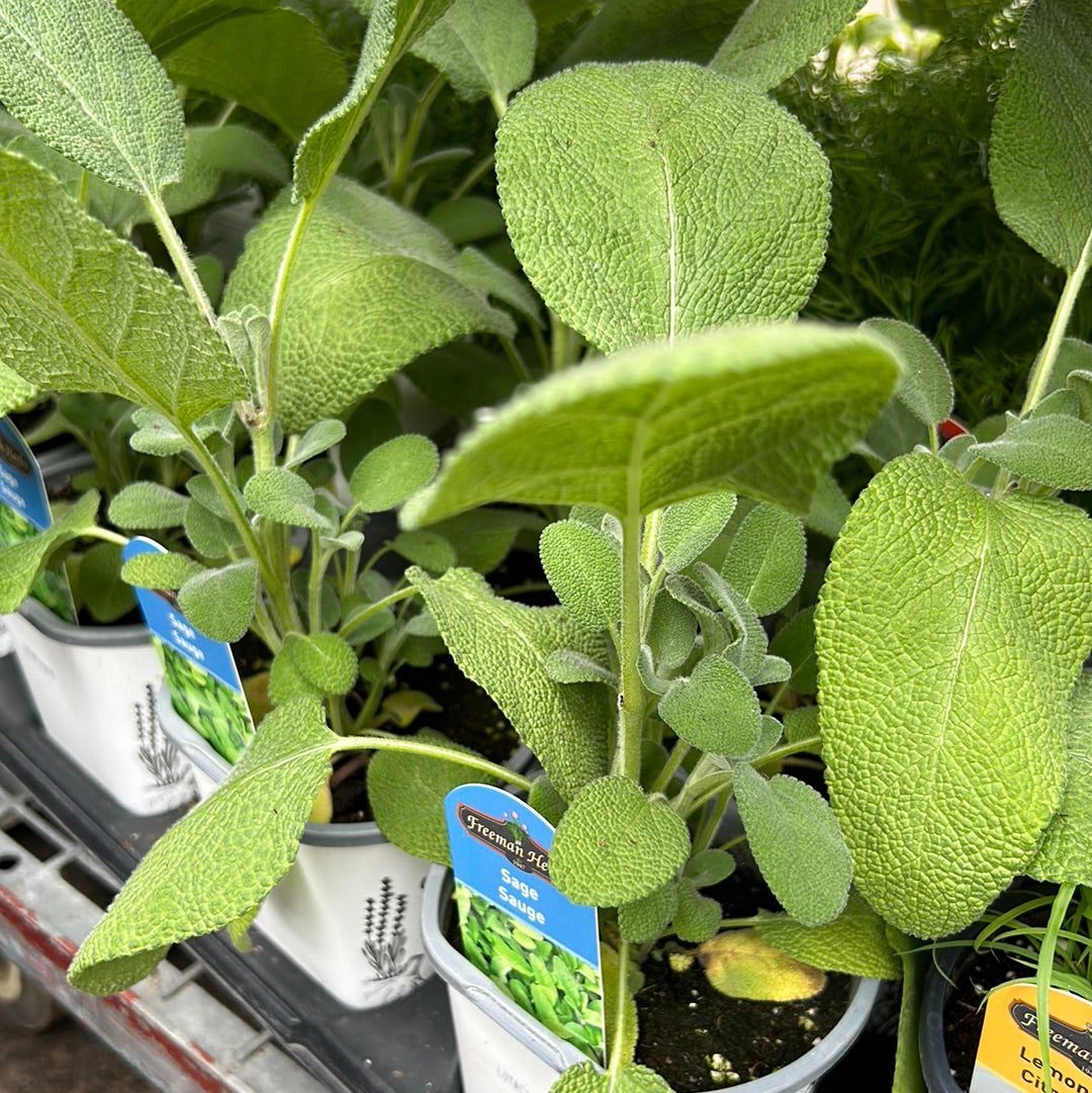 4" Sage (Herb)