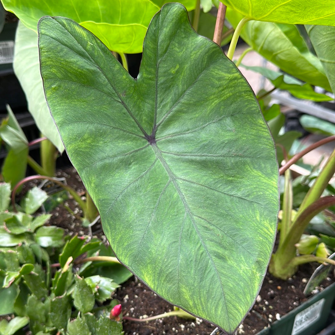 1 Gal Elephant Ear