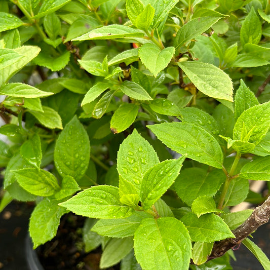 Little Lime Punch Hydrangea