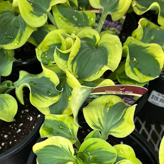 1 Gal Hosta 'Mini Skirt'