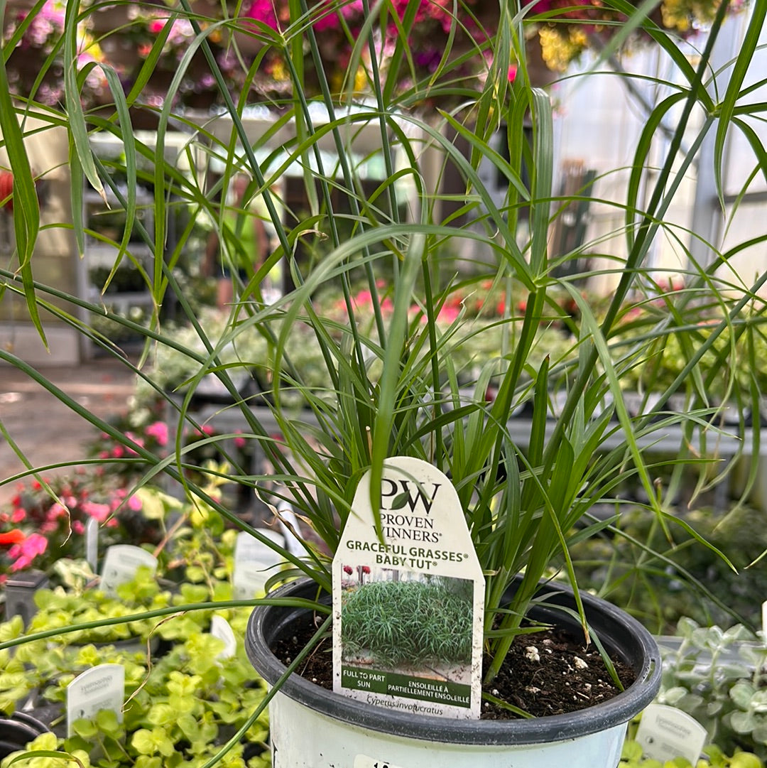 1 Gal 'Baby Tut' Grass