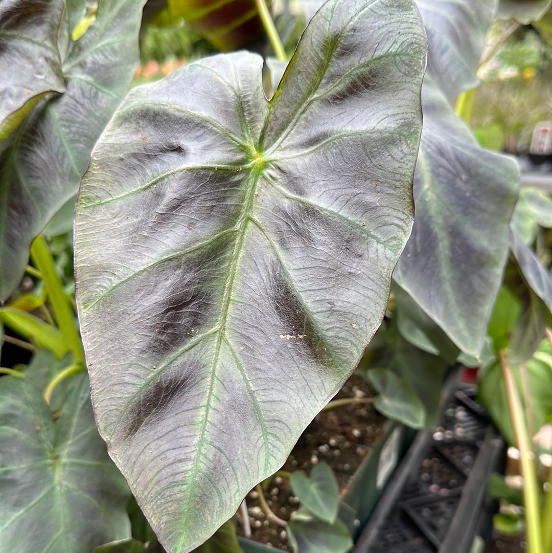 1 Gal Elephant Ear