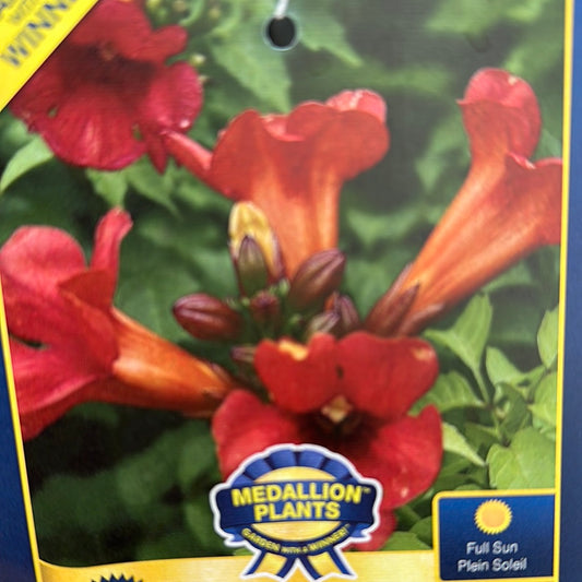 Fire Trumpet Vine Standard 'Summer Jazz Fire Campsis'