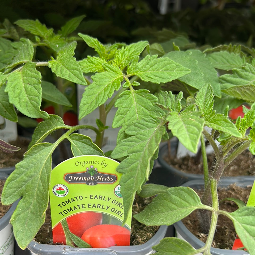 4” Organic Early Girl Tomato