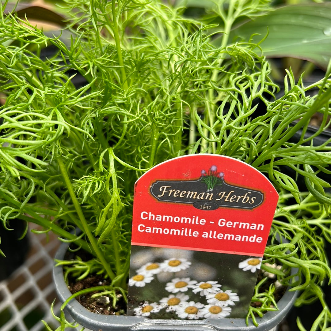 4" Chamomile - German