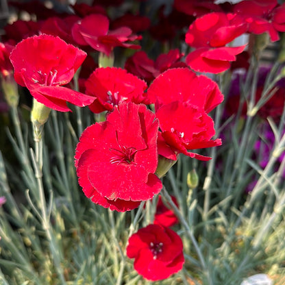 1 Gal Dianthus
