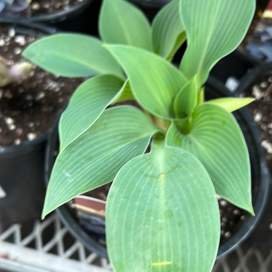 1 Gal Hosta 'Halcyon'