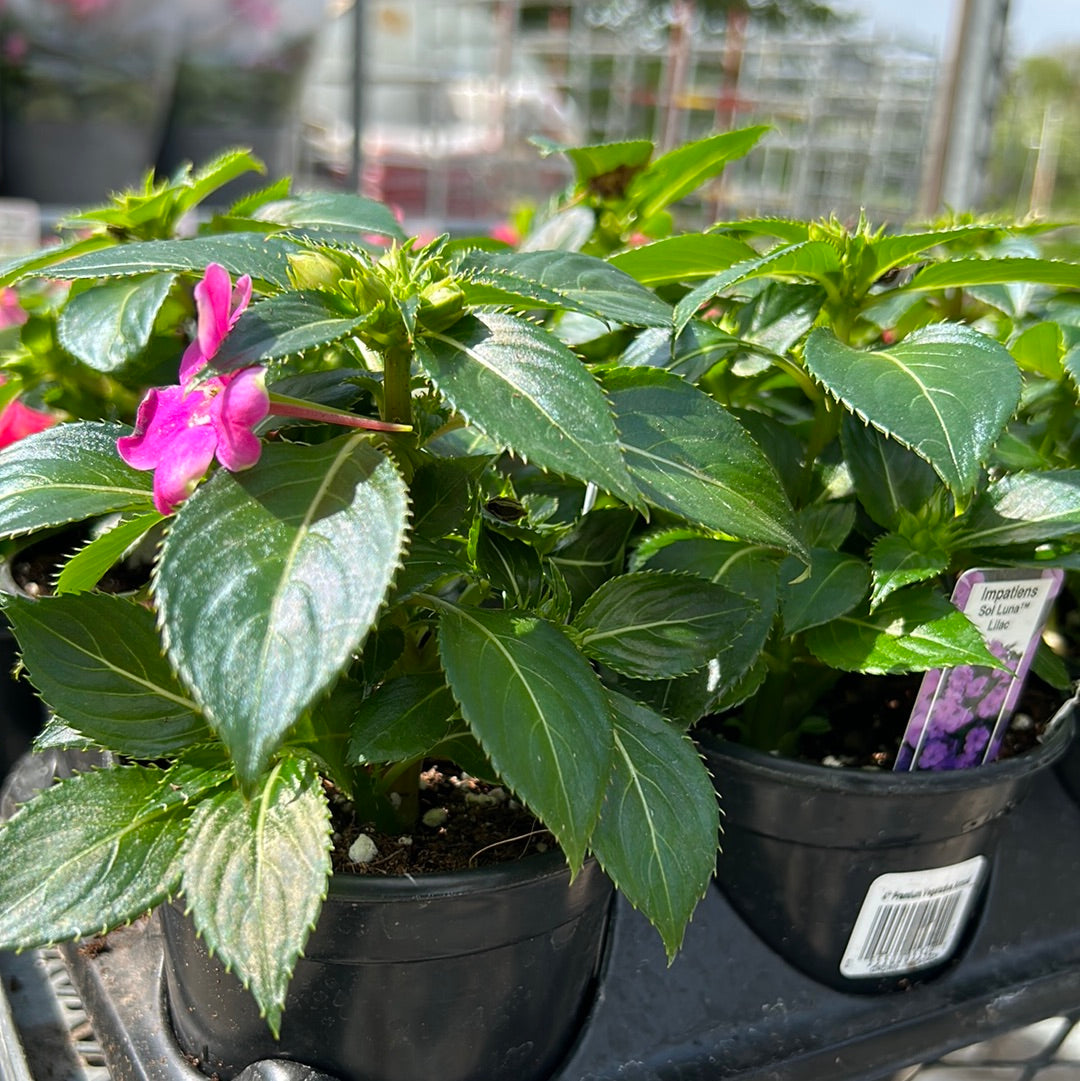 4" New Guinea Impatiens