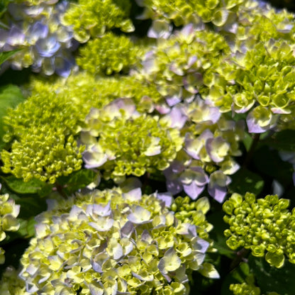 Let's Dance Skyview Hydrangea