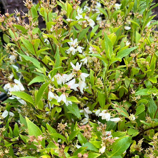 Yuki Snowflake Deutzia