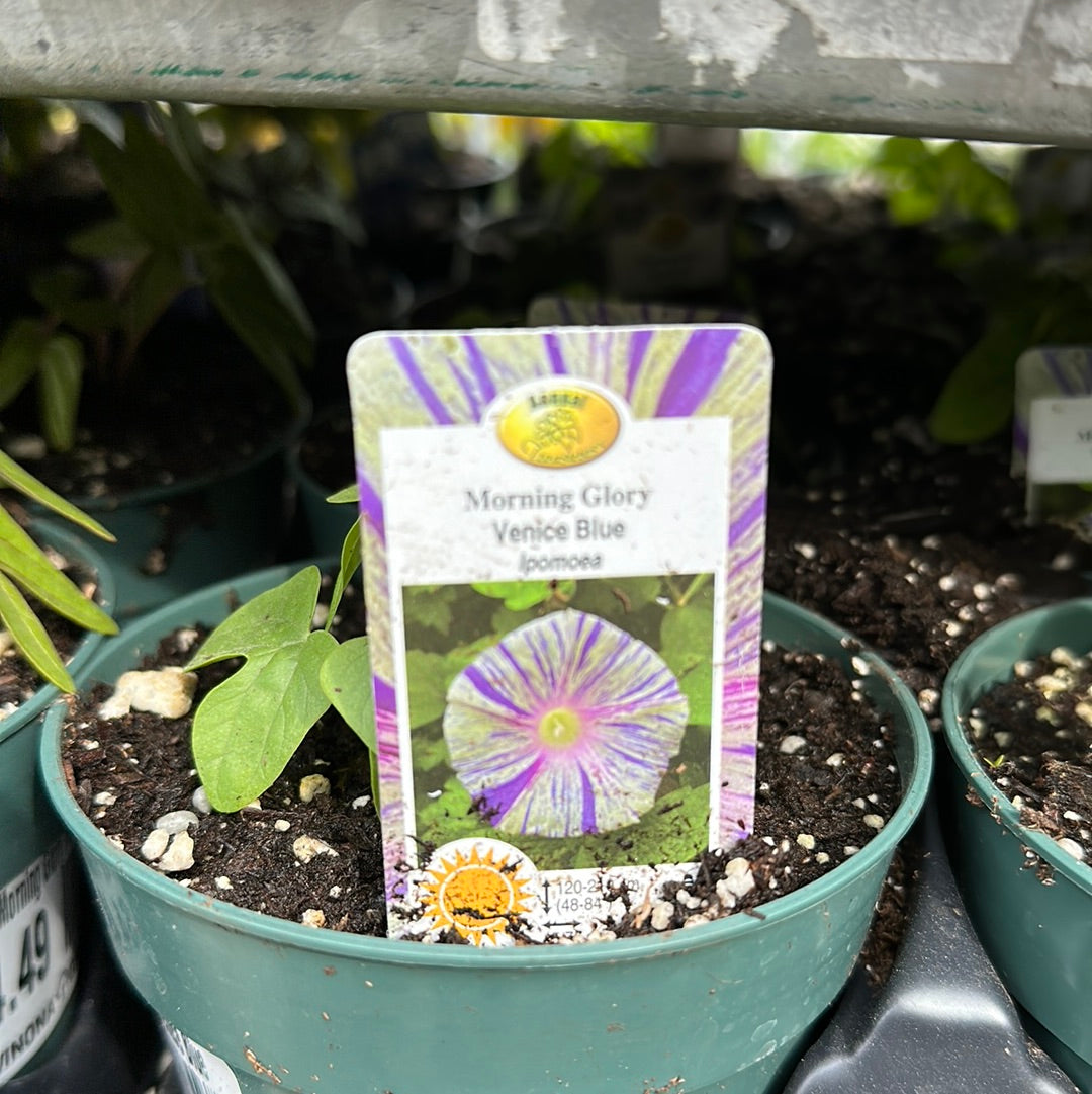 4.5" Morning Glory