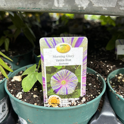 4.5" Morning Glory