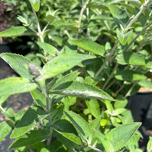 2 Gal Butterfly Bush 'Petite Blue Heaven'