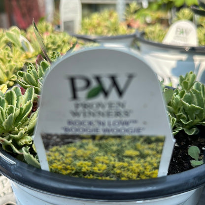 1 Gal Sedum/Stonecrop