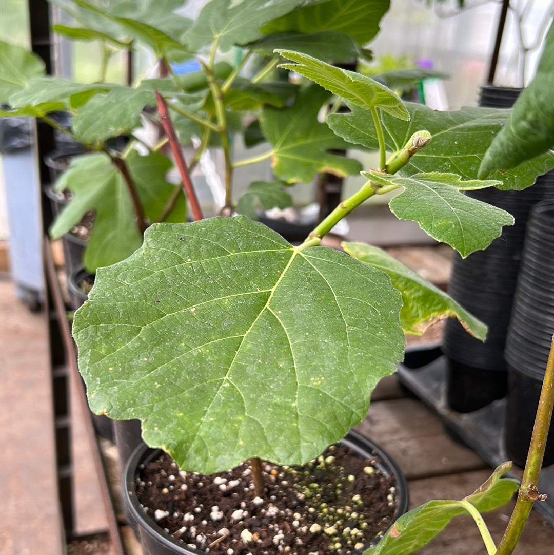 Italian Fig Plant