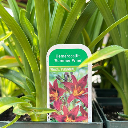 1 Gal Daylily (Hemerocallis)