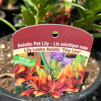 1 Gal Lily (Asiatic/Oriental)