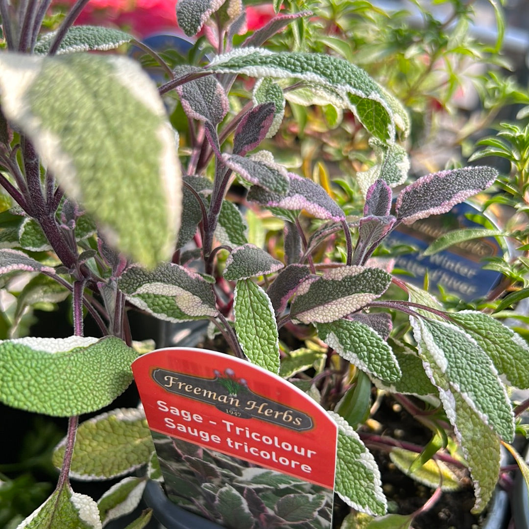 4" Sage (Herb)