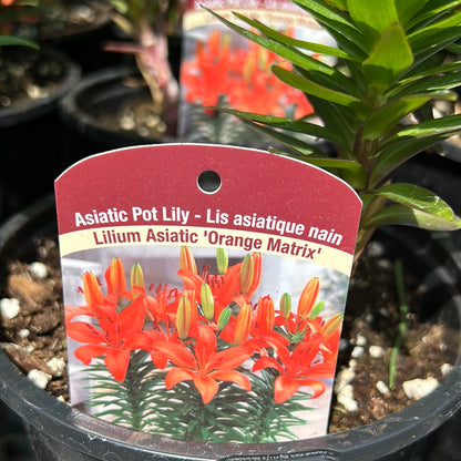 1 Gal Lily (Asiatic/Oriental)