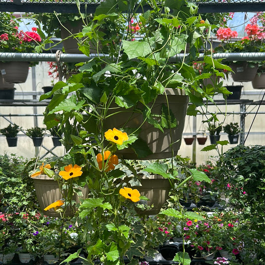 Thunbergenia 'Black Eyed Susan' Hanging Basket