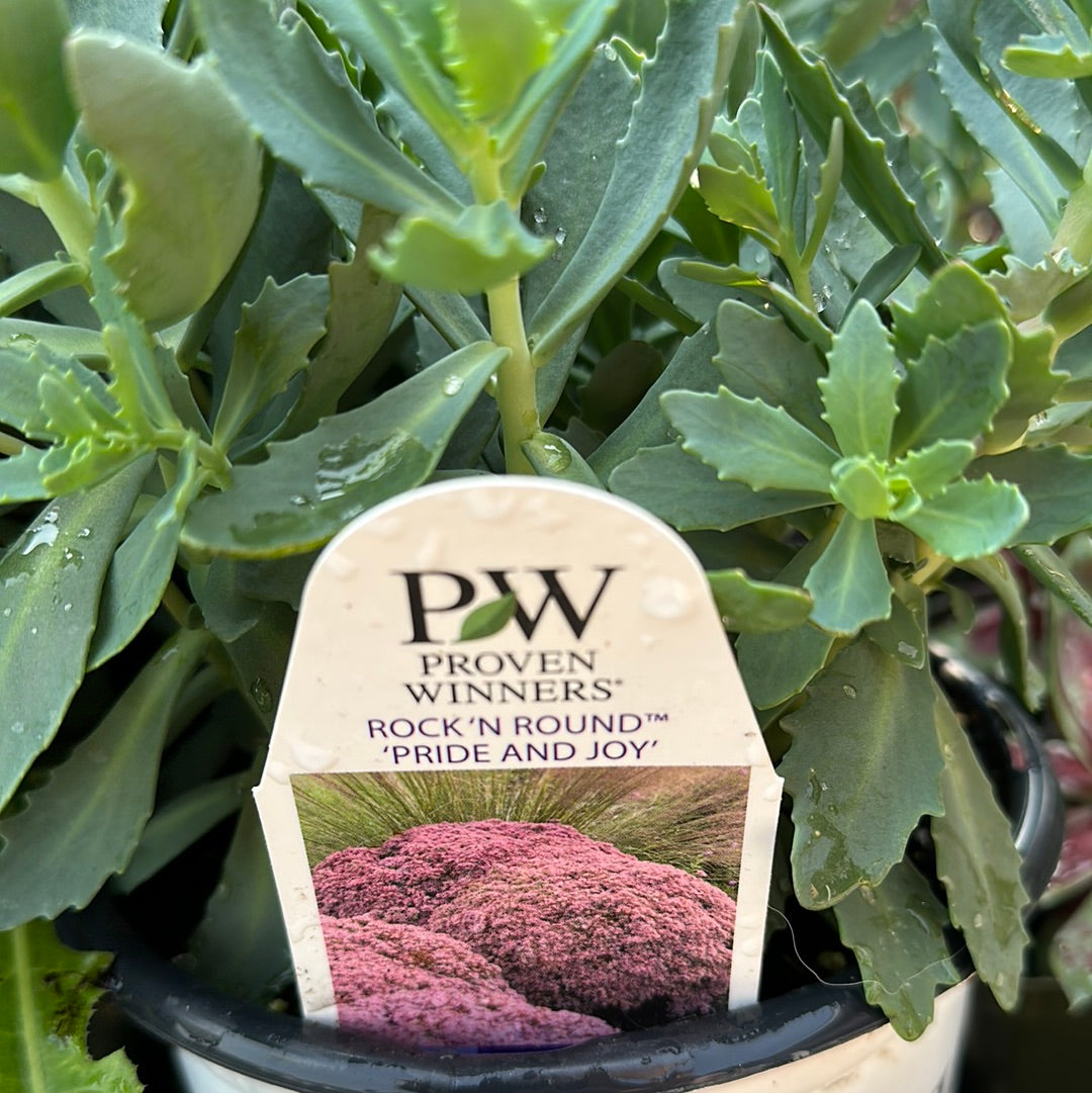 1 Gal Sedum/Stonecrop