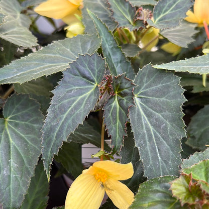 4" Begonia Beauvilla Yellow