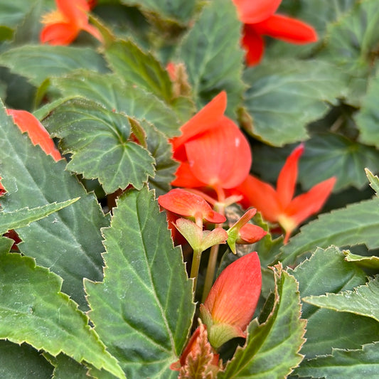 4" Begonia Summer Wings Compact Orange