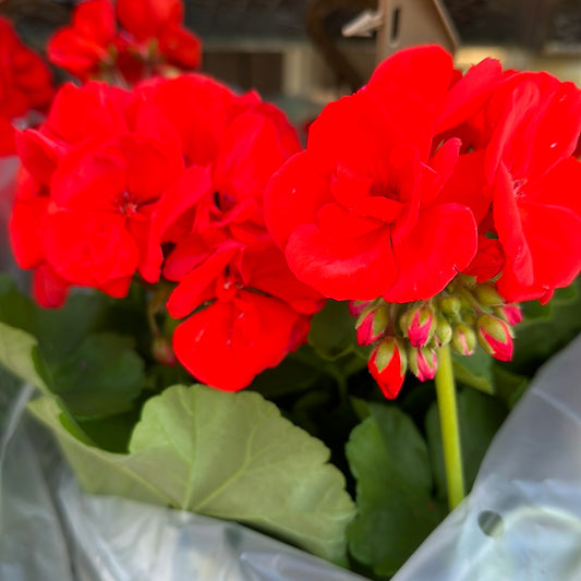 10" Hanging Basket - Geranium