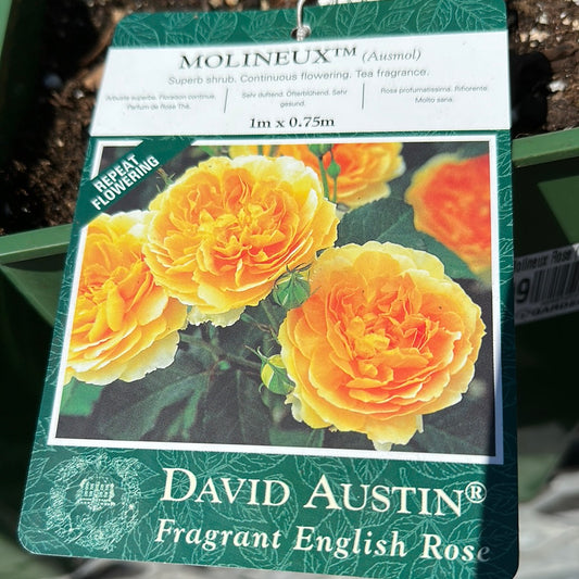 David Austin Molineux Rose (Yellow)