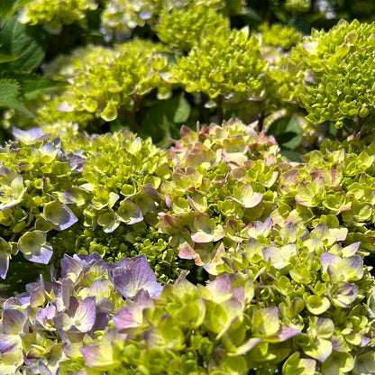 Let's Dance Skyview Hydrangea