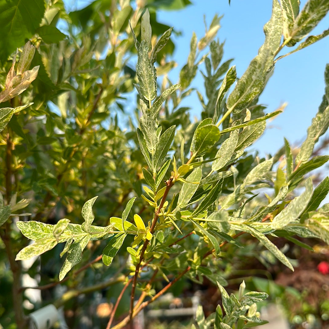 Dappled Willow Standard