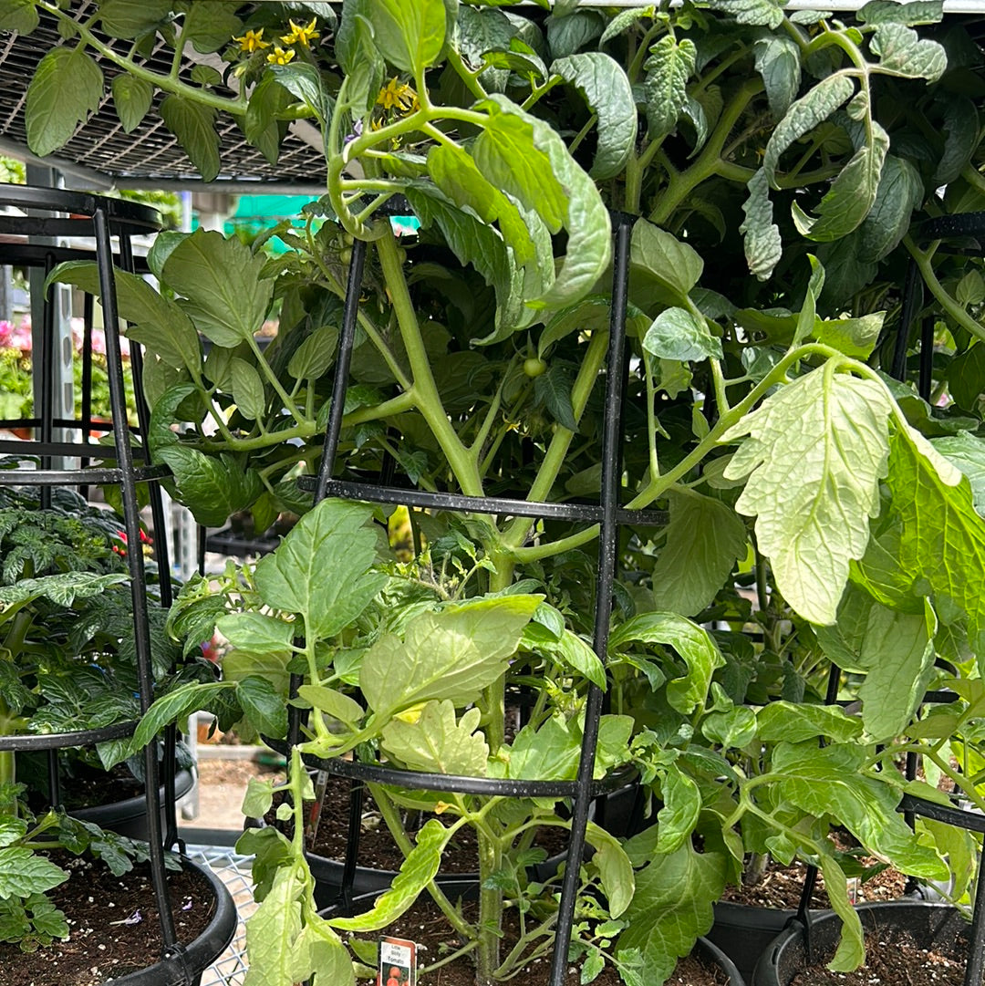 12" Tomato with Cage