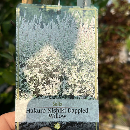 Dappled Willow Standard