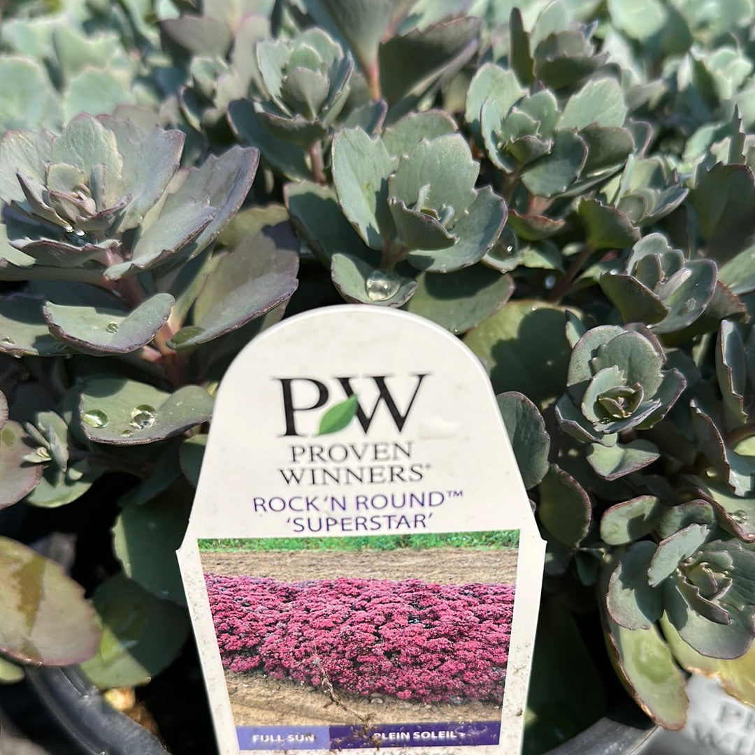 1 Gal Sedum/Stonecrop