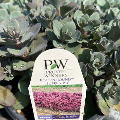 1 Gal Sedum/Stonecrop