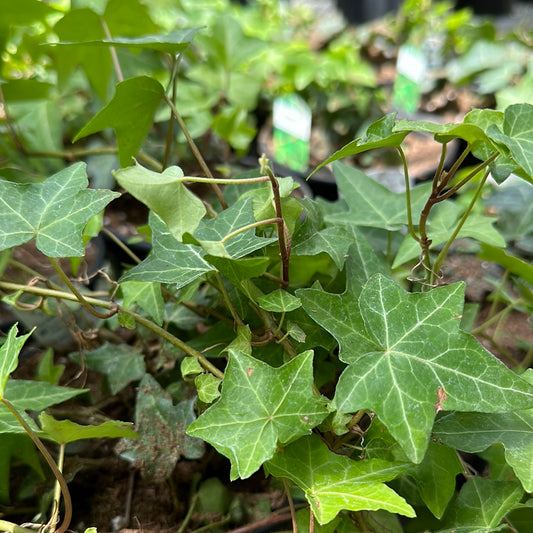 Tropical Ivy