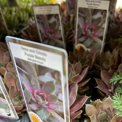 6 pack flat - Hens and Chicks (Sempervivum)