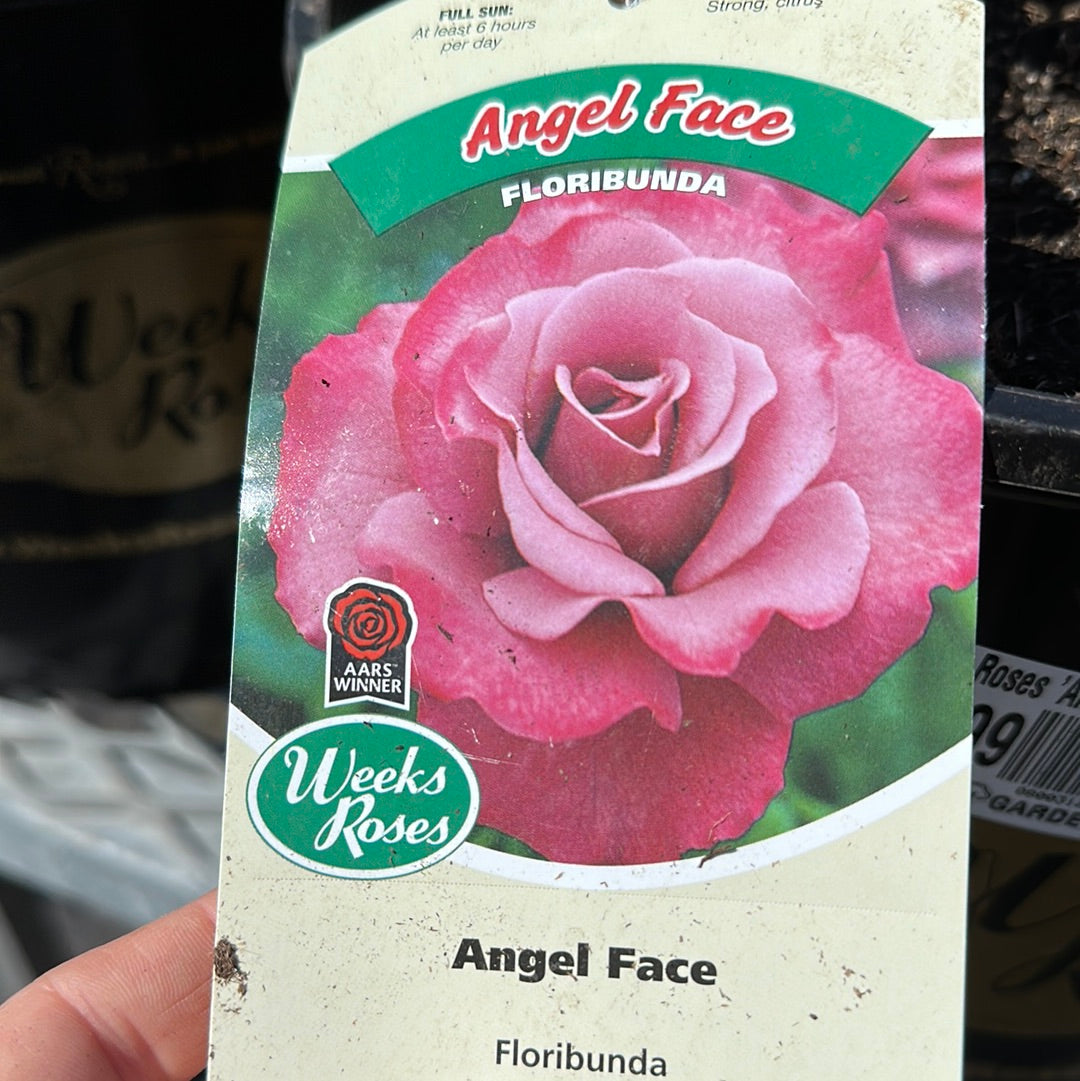 Weeks Roses 'Angel Face' (Floribunda)