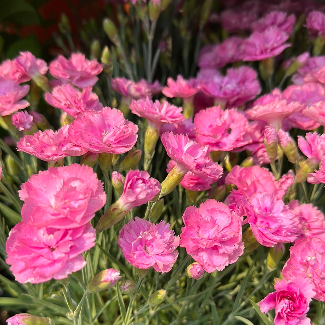 1 Gal Dianthus