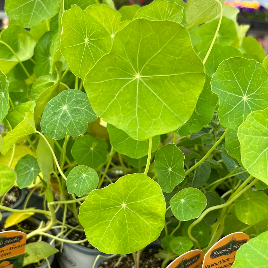 4" Nasturtium (Dwarf)