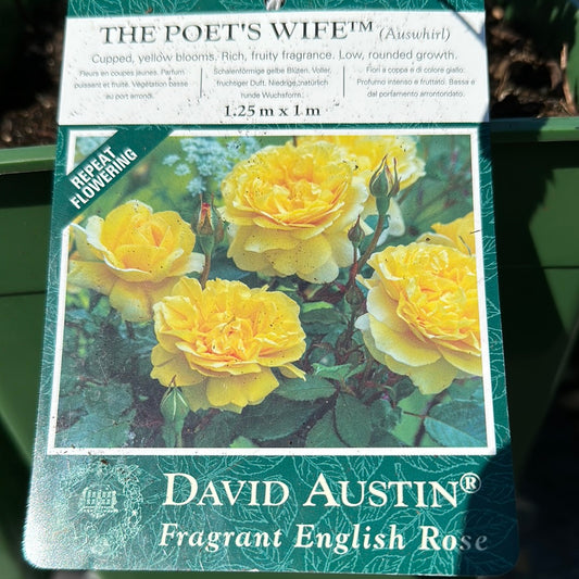 David Austin The Poet's Wife (Rich Yellow Flowers)