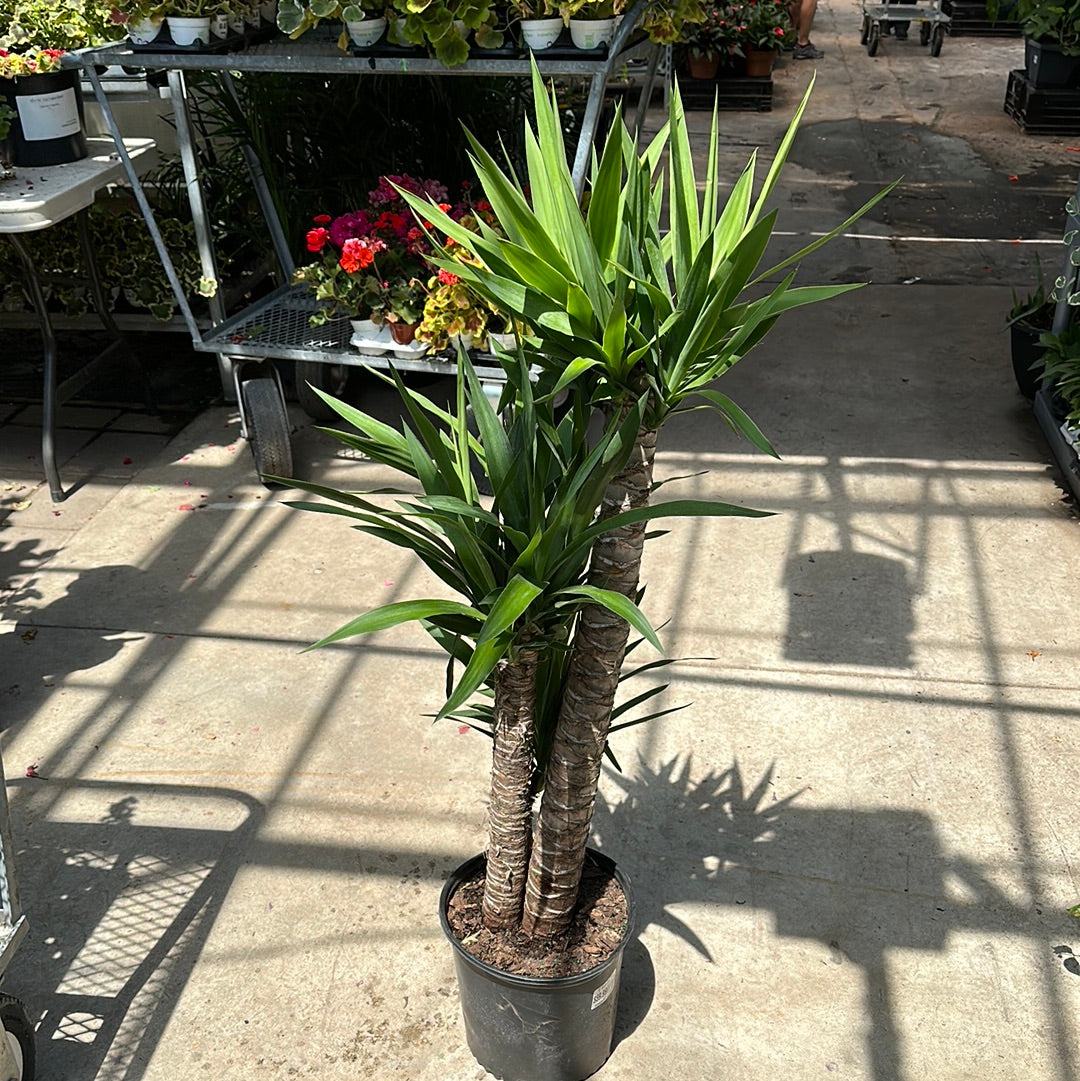 10"  Cane Yucca