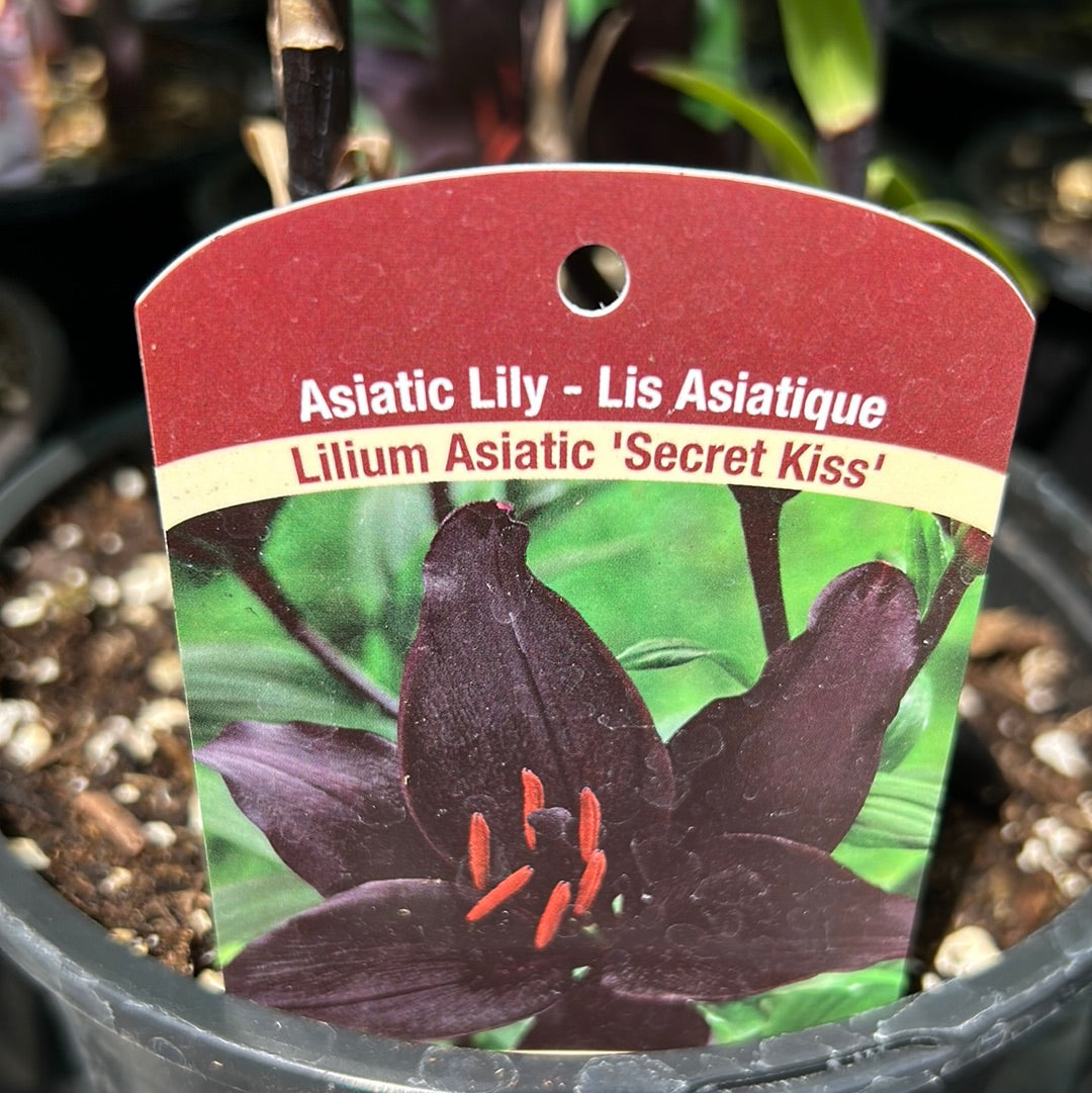 1 Gal Lily (Asiatic/Oriental)