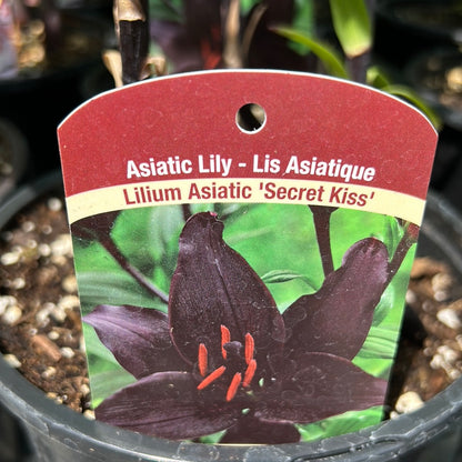 1 Gal Lily (Asiatic/Oriental)