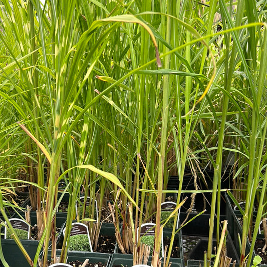 Miscanthus sin. 'Zebrinas'  (Zebra Grass)