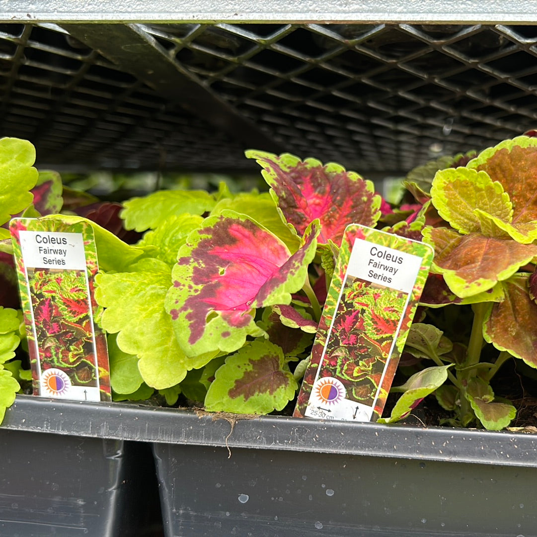 Coleus Multi Pack